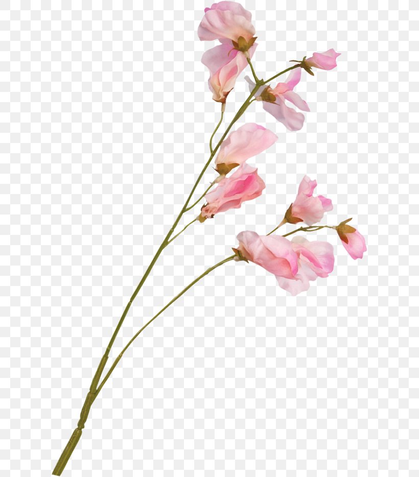 Blossom Flower Plant Stem Floral Design, PNG, 619x934px, Blossom, Branch, Bud, Cherry Blossom, Color Download Free
