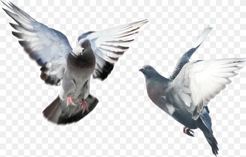 Domestic Pigeon Fancy Pigeon Bird Blue Pigeon Flying/Sporting Pigeons, PNG, 1509x967px, Bird, Beak, Columbidae, Computer Software, Digital Image Download Free