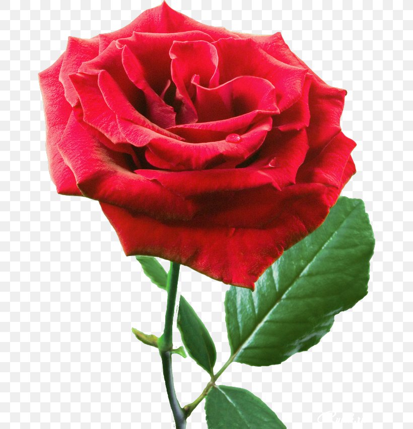 Garden Roses Flower Beach Rose Information Clip Art, PNG, 670x853px, Garden Roses, Beach Rose, China Rose, Cut Flowers, Floribunda Download Free