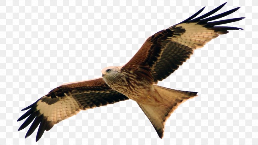 Hawk Buzzard Red Kite Organisationsberatung Coaching, PNG, 1280x720px, Hawk, Accipitriformes, Beak, Bird, Bird Of Prey Download Free