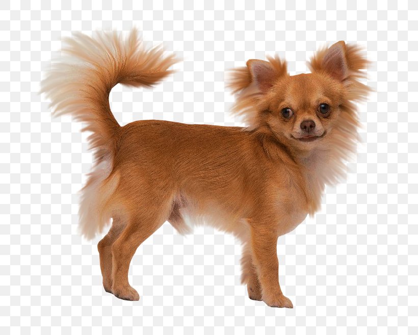 Long-haired Chihuahua Puppy Yorkshire Terrier Toy Fox Terrier, PNG, 760x657px, Chihuahua, Breed, Carnivoran, Chinese Imperial Dog, Companion Dog Download Free