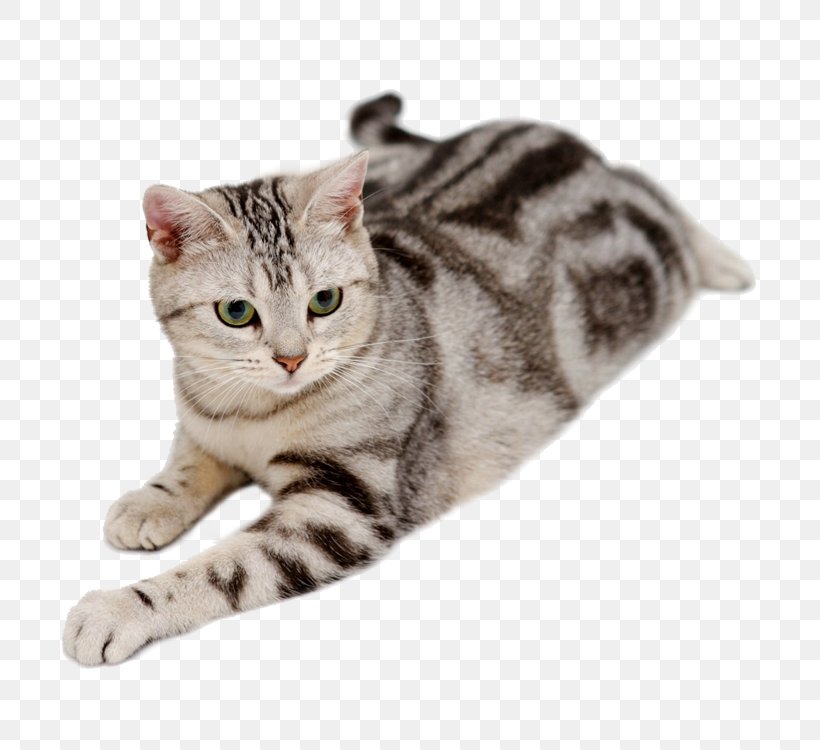 American Shorthair American Bobtail British Shorthair Abyssinian Exotic Shorthair, PNG, 750x750px, American Shorthair, Abyssinian, American Bobtail, American Wirehair, Asian Download Free