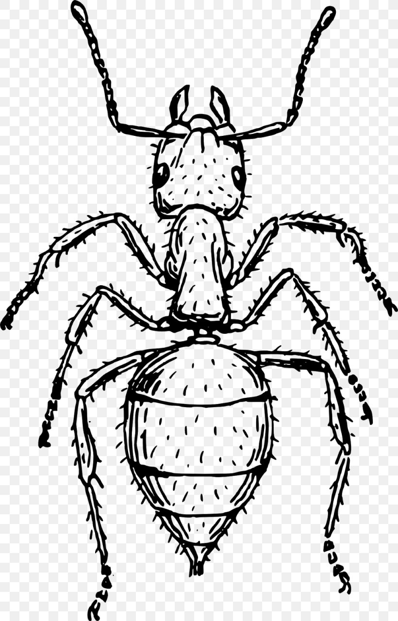 Insect Ant Drawing Line Art, PNG, 1025x1600px, Insect, Ant, Art, Arthropod, Artwork Download Free