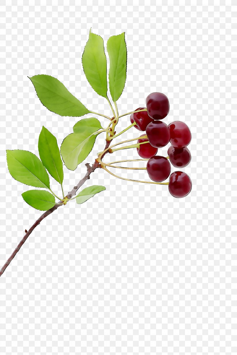 Lingonberry Kona Coffee Chokeberry Pink Peppercorn Holly, PNG, 4049x6073px, Lingonberry, Acerola Family, Aquifoliaceae, Aquifoliales, Arctostaphylos Download Free