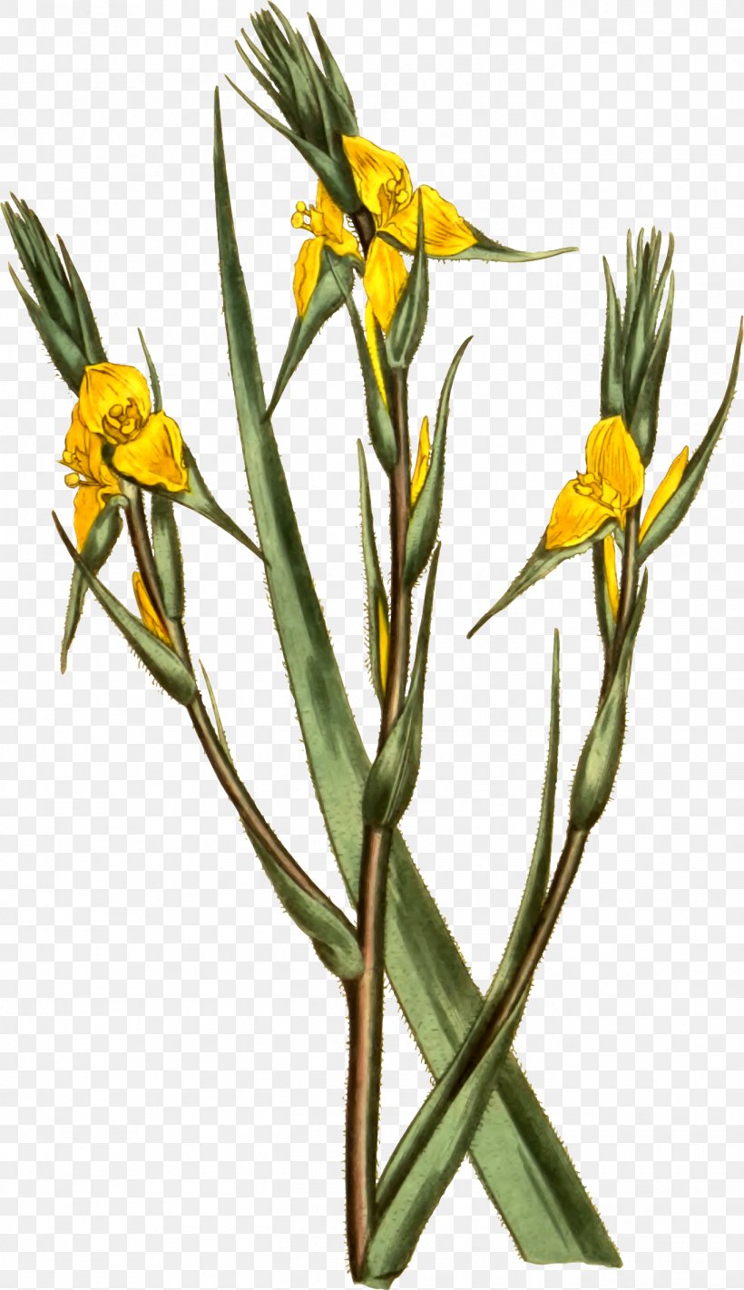 Philydraceae Philydrum Botany Helmholtzia Flower, PNG, 1370x2377px, Botany, Cut Flowers, Flora, Floral Design, Floristry Download Free