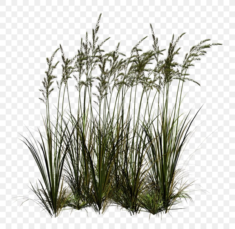 Clip Art Image Download, PNG, 788x800px, Lawn, Chrysopogon Zizanioides, Evergreen, Flower, Grass Download Free