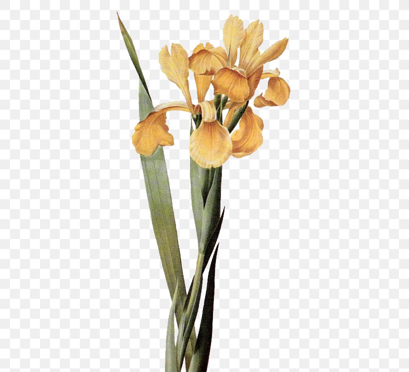 Cut Flowers Iris × Monnieri Clip Art, PNG, 373x747px, Flower, Art, Cut Flowers, Decoupage, Flowering Plant Download Free