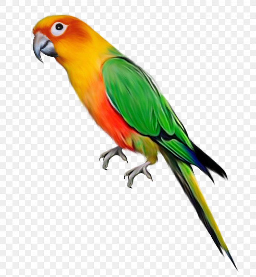 Parrot Bird Clip Art, PNG, 2083x2254px, Parrot, Beak, Bird, Bluecollared Parrot, Common Pet Parakeet Download Free