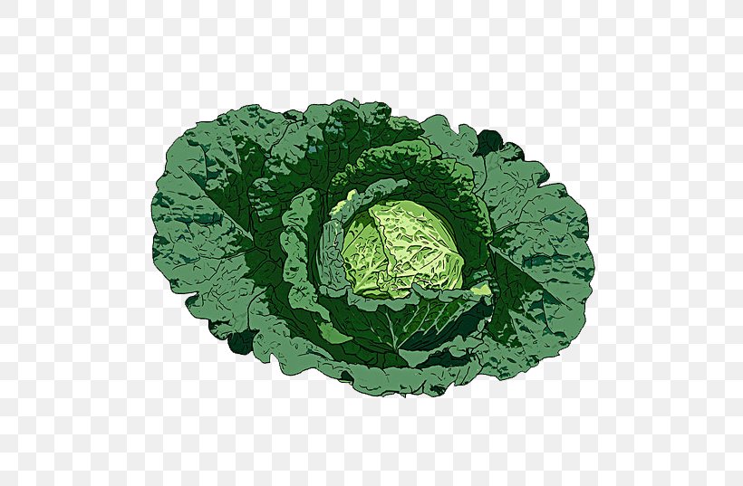 Savoy Cabbage Leaf Vegetable Illustration, PNG, 600x537px, Savoy Cabbage, Brassica Oleracea, Cabbage, Collard Greens, Drawing Download Free