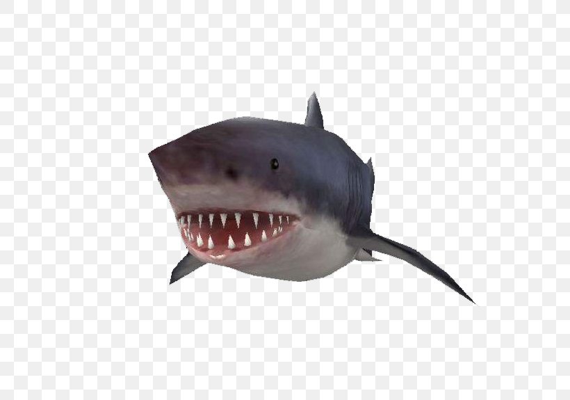 Tiger Shark Requiem Shark, PNG, 676x575px, Tiger Shark, Cartilaginous Fish, Designer, Fin, Fish Download Free