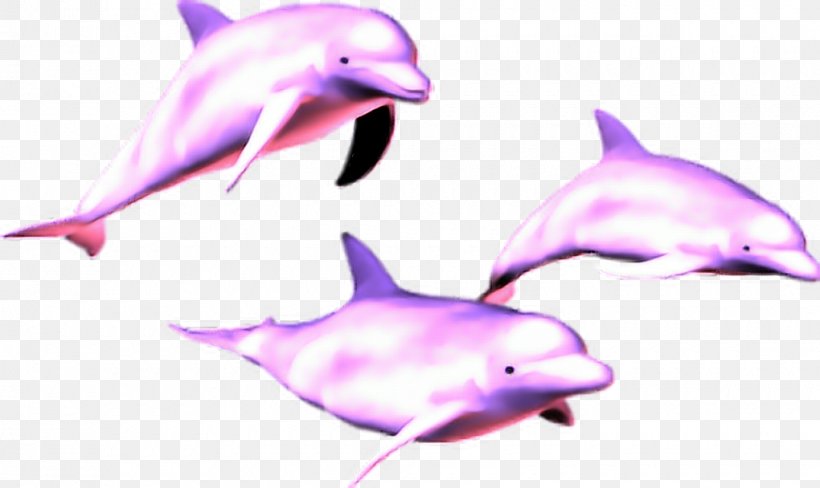 Vaporwave Dolphin Image Clip Art, PNG, 1020x608px, Vaporwave, Common Bottlenose Dolphin, Dolphin, Editing, Fauna Download Free