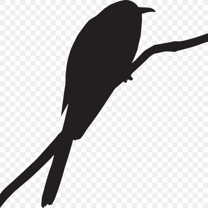 Bird Clip Art Cornell Lab Of Ornithology Greater Roadrunner, PNG, 1024x1024px, Bird, All About Birds, Beak, Black, Black And White Download Free