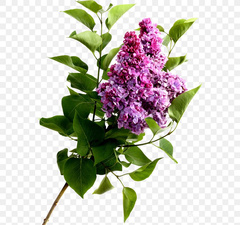 Common Lilac Lavender Purple Flower, PNG, 564x768px, Common Lilac, Branch, Cut Flowers, Flower, Flowering Plant Download Free