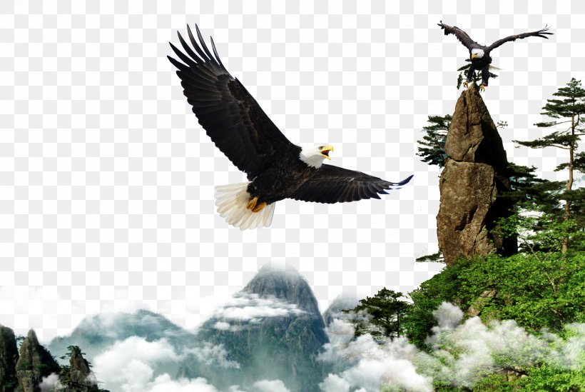 Download, PNG, 4724x3163px, Resource, Accipitriformes, Bald Eagle, Beak, Bird Download Free