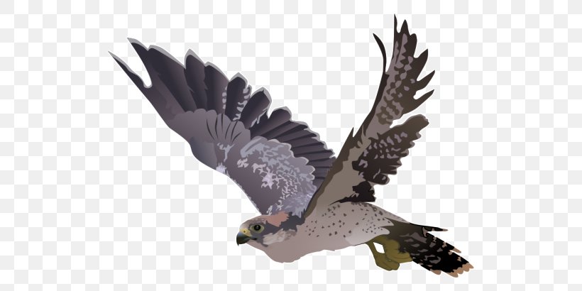 Falcon Hawk Clip Art, PNG, 745x410px, Falcon, Accipitriformes, Beak, Bird, Bird Of Prey Download Free