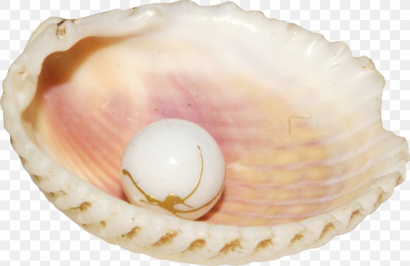 Seashell Pearl Conch Clip Art, PNG, 2491x1615px, Seashell, Baltic Clam, Button, Clam, Clams Oysters Mussels And Scallops Download Free