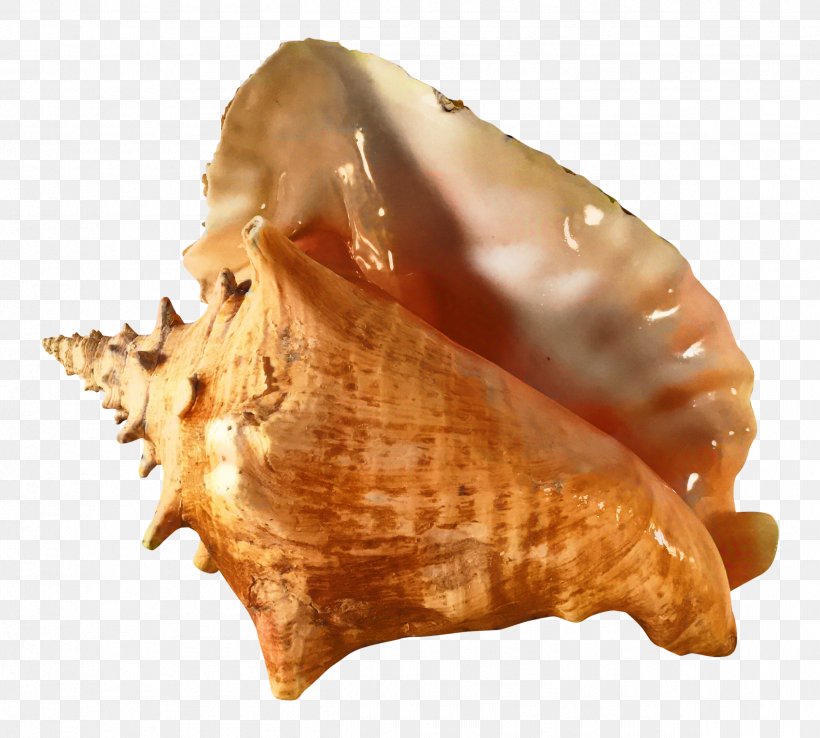 Snail Cartoon, PNG, 2401x2163px, Queen Conch, Bivalve, Cockle, Conch, Conchology Download Free