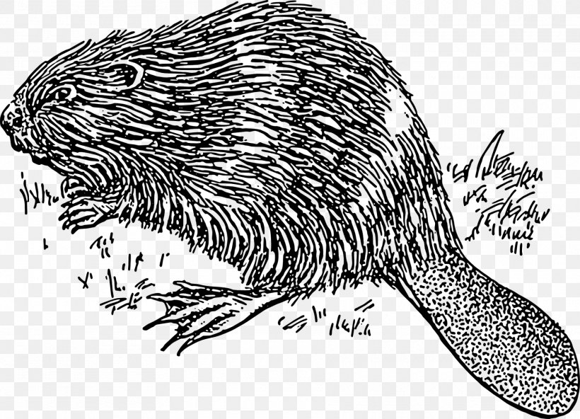 Beaver Clip Art, PNG, 1820x1316px, Beaver, Animal, Black And White, Carnivoran, Drawing Download Free