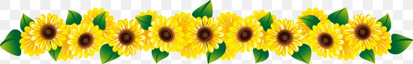Common Sunflower Stock Photography, PNG, 2278x358px, Flower, Commodity, Common Sunflower, Drawing, Floral Design Download Free