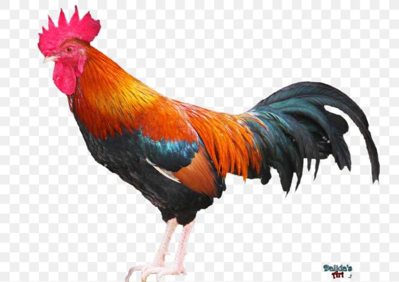 Rooster Comb Chicken Phasianidae, PNG, 800x581px, Rooster, Angry Birds Stella, Beak, Bird, Chicken Download Free
