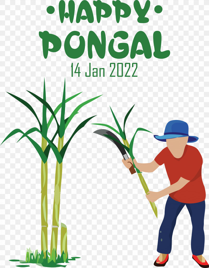 Sugarcane Royalty-free Sugar Television Plant, PNG, 4315x5526px, Sugarcane, Plant, Royaltyfree, Sugar, Television Download Free