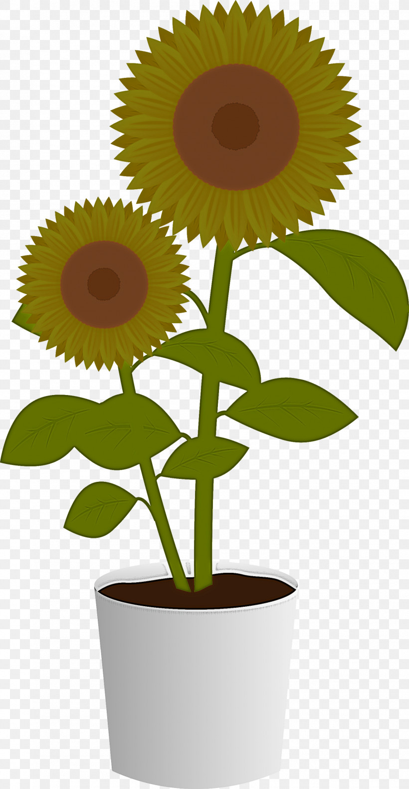 Sunflower, PNG, 1556x3000px, Sunflower, Asterales, Cartoon, Daisy Family, Flower Download Free