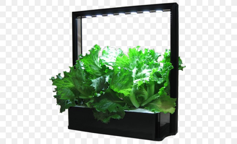 Vegetable Lettuce Herb MINI Cooper Light, PNG, 500x500px, Vegetable, Aquarium Decor, Cultivar, Edible Flower, Flowerpot Download Free