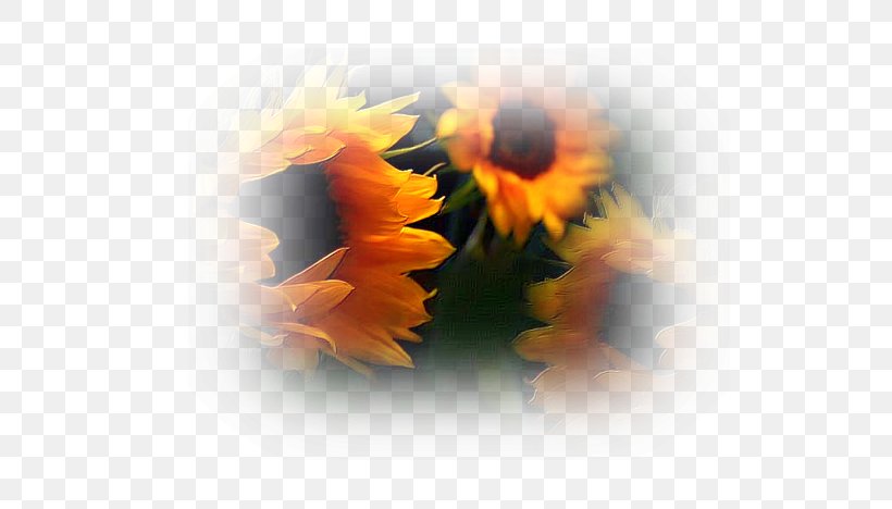 Watercolor Painting Clip Art, PNG, 616x468px, Watercolor Painting, Calendula, Close Up, Creativity, Daisy Family Download Free