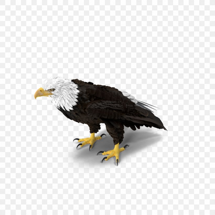 Bald Eagle Download, PNG, 1000x1000px, Bald Eagle, Accipitriformes, Beak, Bird, Bird Of Prey Download Free