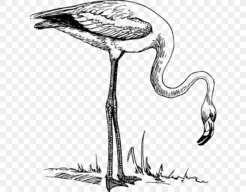 Flamingo Drawing Bird Black And White Clip Art, PNG, 622x640px, Flamingo, Beak, Bird, Black, Black And White Download Free
