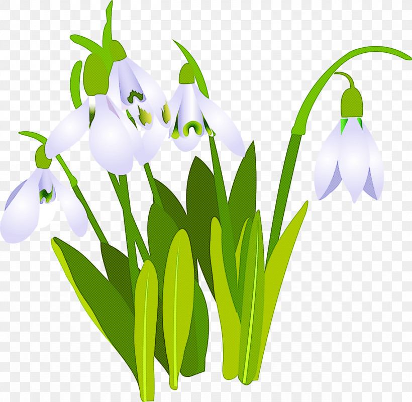 Flower Galanthus Snowdrop Plant Summer Snowflake, PNG, 1280x1249px, Flower, Galanthus, Petal, Plant, Snowdrop Download Free