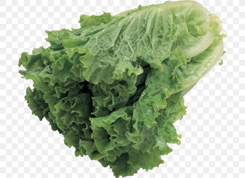 Lettuce Leaf Vegetable Salad, PNG, 700x596px, Lettuce, Cabbage, Clipping Path, Collard Greens, Endive Download Free