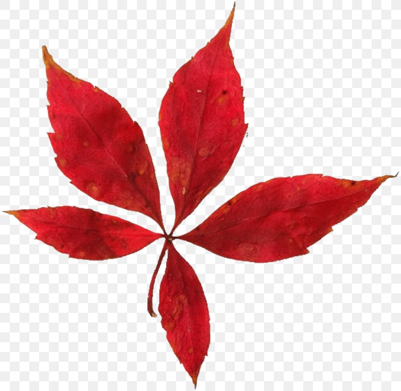 Maple Leaf Social Work With Older People Autumn Leaf Color, PNG, 1024x1000px, Maple Leaf, Autumn, Autumn Leaf Color, Drawing, Green Download Free