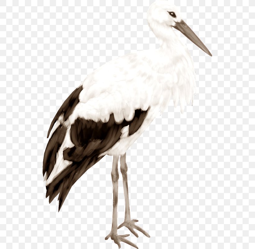 White Stork Clip Art, PNG, 545x800px, White Stork, Beak, Bird, Bird Of Prey, Ciconiiformes Download Free