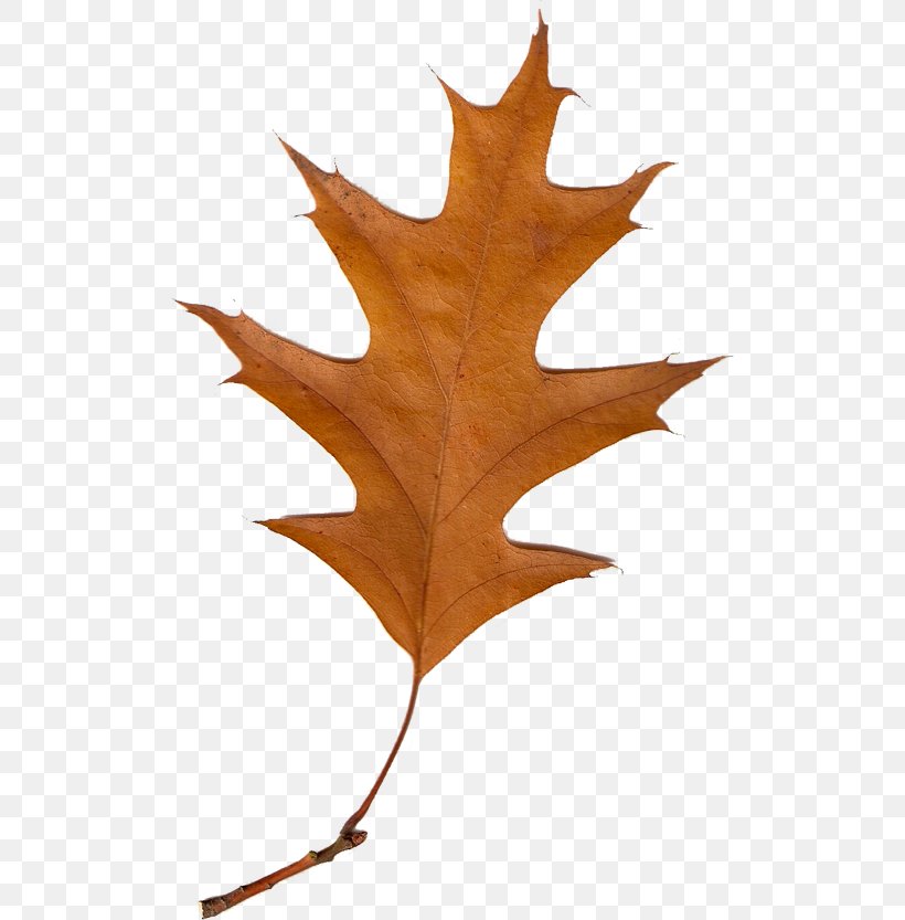 Autumn Leaves Leaf Clip Art, PNG, 510x833px, Autumn Leaves, Advent, Autumn, Blog, Easter Download Free