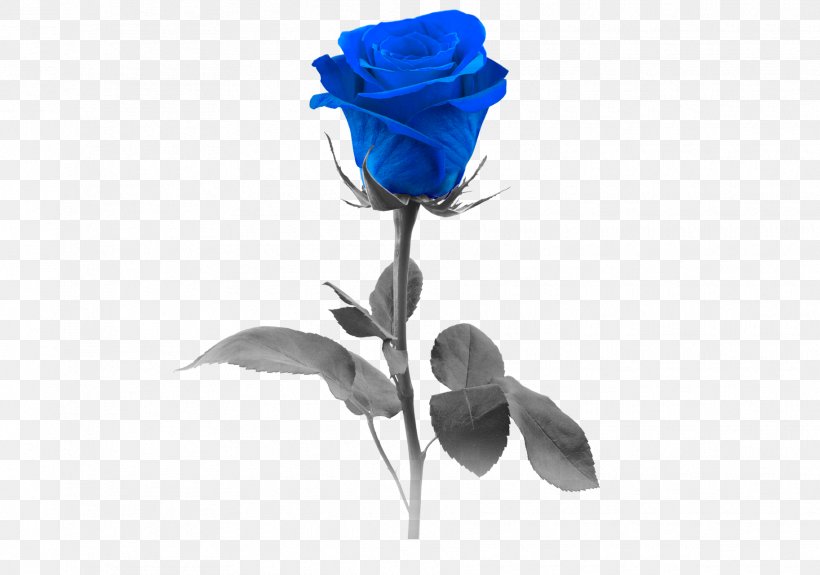 Blue Rose Stock Photography Flower, PNG, 1825x1281px, Blue Rose, Blue, Cobalt Blue, Color, Cut Flowers Download Free