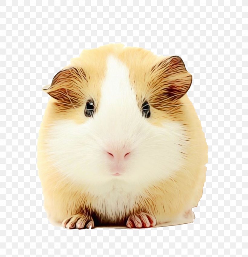 Hamster, PNG, 1044x1080px, Watercolor, Beige, Fawn, Guinea Pig, Hamster Download Free