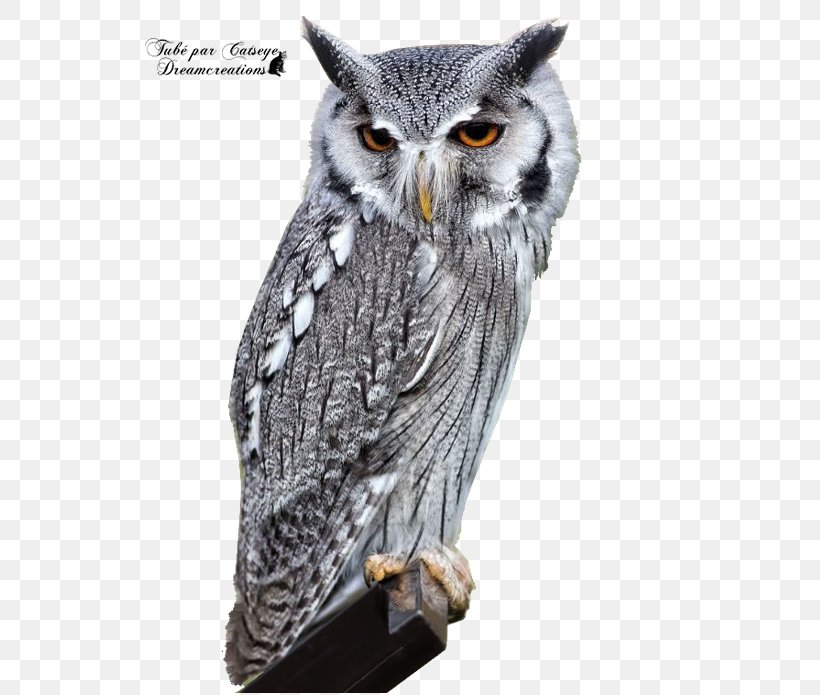 Bird Eurasian Eagle-owl Barn Owl Long-eared Owl, PNG, 550x695px, Bird, Animal, Barn Owl, Beak, Bird Of Prey Download Free