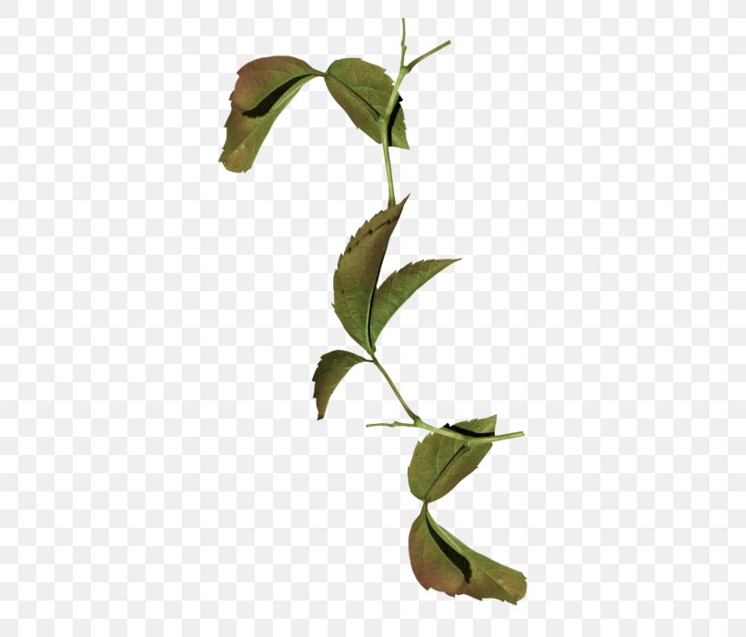 Leaf Plant Stem Megabyte Clip Art, PNG, 378x700px, Leaf, Branch, Megabyte, Organism, Plant Download Free