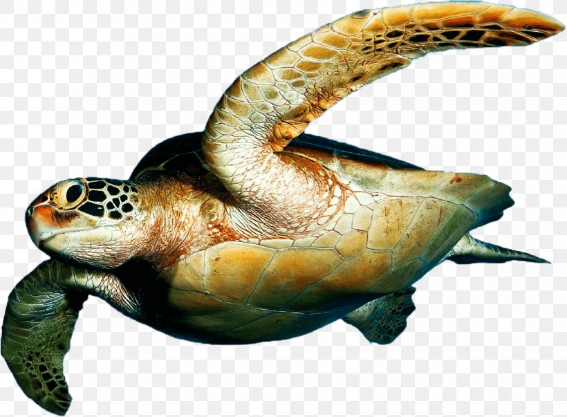 Loggerhead Sea Turtle Tortuguero National Park Desktop Wallpaper, PNG, 1082x796px, Loggerhead Sea Turtle, Animal, Emydidae, Fish, Loggerhead Download Free