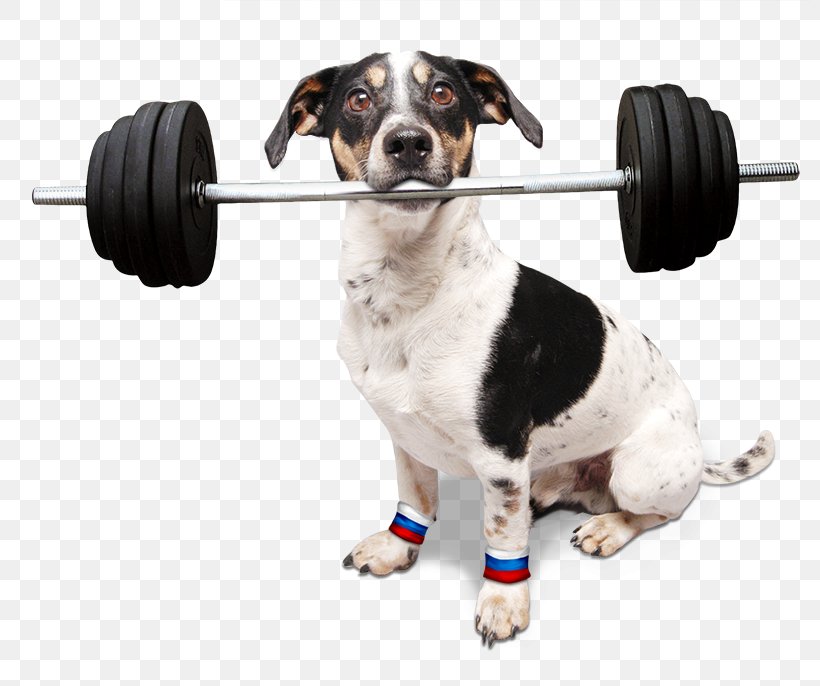 Seznam.cz Dog Breed Jack Russell Terrier Televize Seznam Dachshund, PNG, 800x686px, Seznamcz, Companion Dog, Dachshund, Dog, Dog Breed Download Free