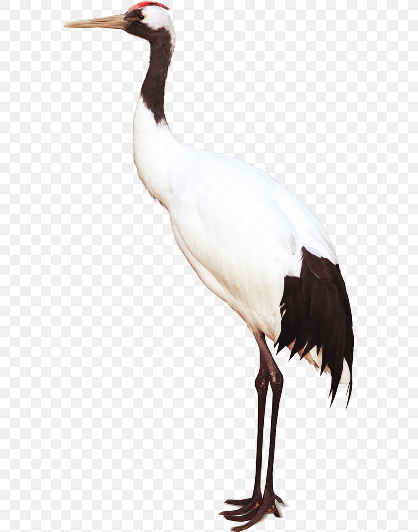 White Stork Bird Crane, PNG, 570x1043px, White Stork, Beak, Bird, Ciconiiformes, Crane Download Free