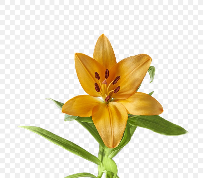 Video Lily Yellow Image Photograph, PNG, 720x720px, Video, Alstroemeriaceae, Color, Cut Flowers, Daylily Download Free
