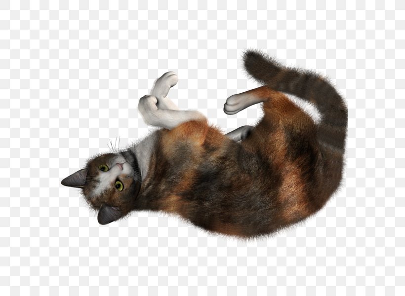 Kitten Siamese Cat Clip Art, PNG, 588x600px, Kitten, Black Cat, Cat, Cat Like Mammal, Domestic Shorthaired Cat Download Free