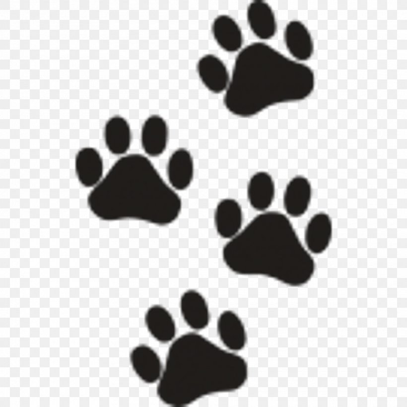 Paw Cat Dog Bear Tiger, PNG, 1920x1920px, Paw, Animal, Animal Track, Bear, Black Download Free
