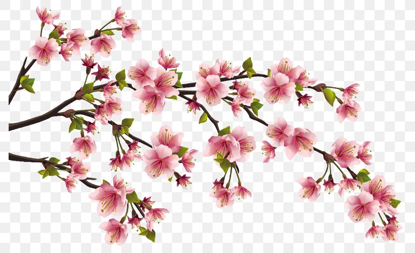 Peach Blossom Cherry Clip Art, PNG, 785x500px, Peach, Blossom, Branch, Cherry, Cherry Blossom Download Free