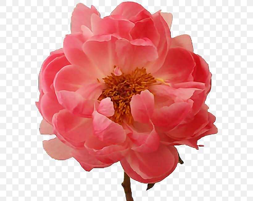 Peony Flower Paeonia 'Coral Charm' Paeonia Lactiflora Stamen, PNG, 596x654px, Peony, Color, Coral, Cut Flowers, Display Resolution Download Free