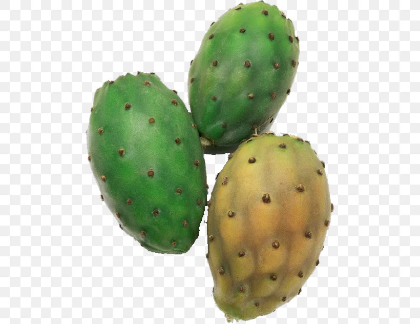 Barbary Fig Eastern Prickly Pear Nopalito, PNG, 486x632px, Barbary Fig, Cactaceae, Cactus, Caryophyllales, Eastern Prickly Pear Download Free