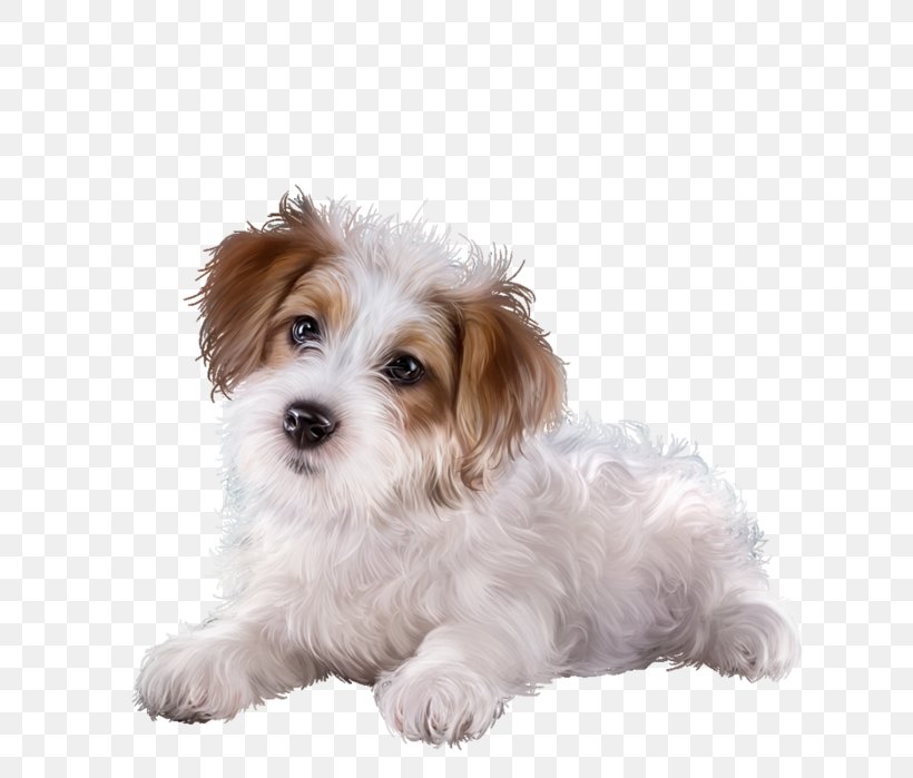 Cavachon Puppy Morkie Sporting Lucas Terrier Cavapoo, PNG, 668x699px, Cavachon, Biewer Terrier, Bolonka, Carnivoran, Cavapoo Download Free