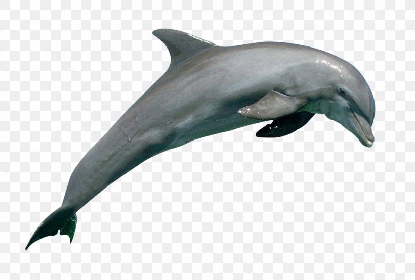 Common Bottlenose Dolphin Rough-toothed Dolphin Wholphin Short-beaked Common Dolphin Tucuxi, PNG, 968x654px, Common Bottlenose Dolphin, Beak, Bottlenose Dolphin, Common Dolphin, Dolphin Download Free